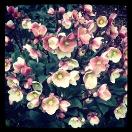 Wet winter, early Spring? - Click to make an enquiry