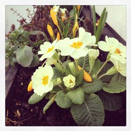 Little rays of sunshine - Click to make an enquiry