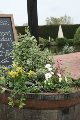 Its May already! And I missed National Beanpole Week!!! - Click to make an enquiry