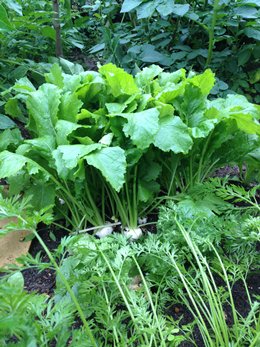 Fantastic Veggies - Click to make an enquiry