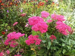 Just a quickie re Monty Don - Click to make an enquiry