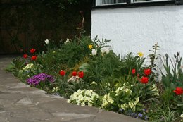 Seeds, bean poles, tete-a-tete blooms - Click to make an enquiry