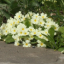 Seeds, bean poles, tete-a-tete blooms