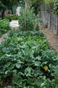 Large kitchen garden